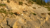 PICTURES/Banff National Park - Alberta Canada/t_Mountain Sheep7.JPG